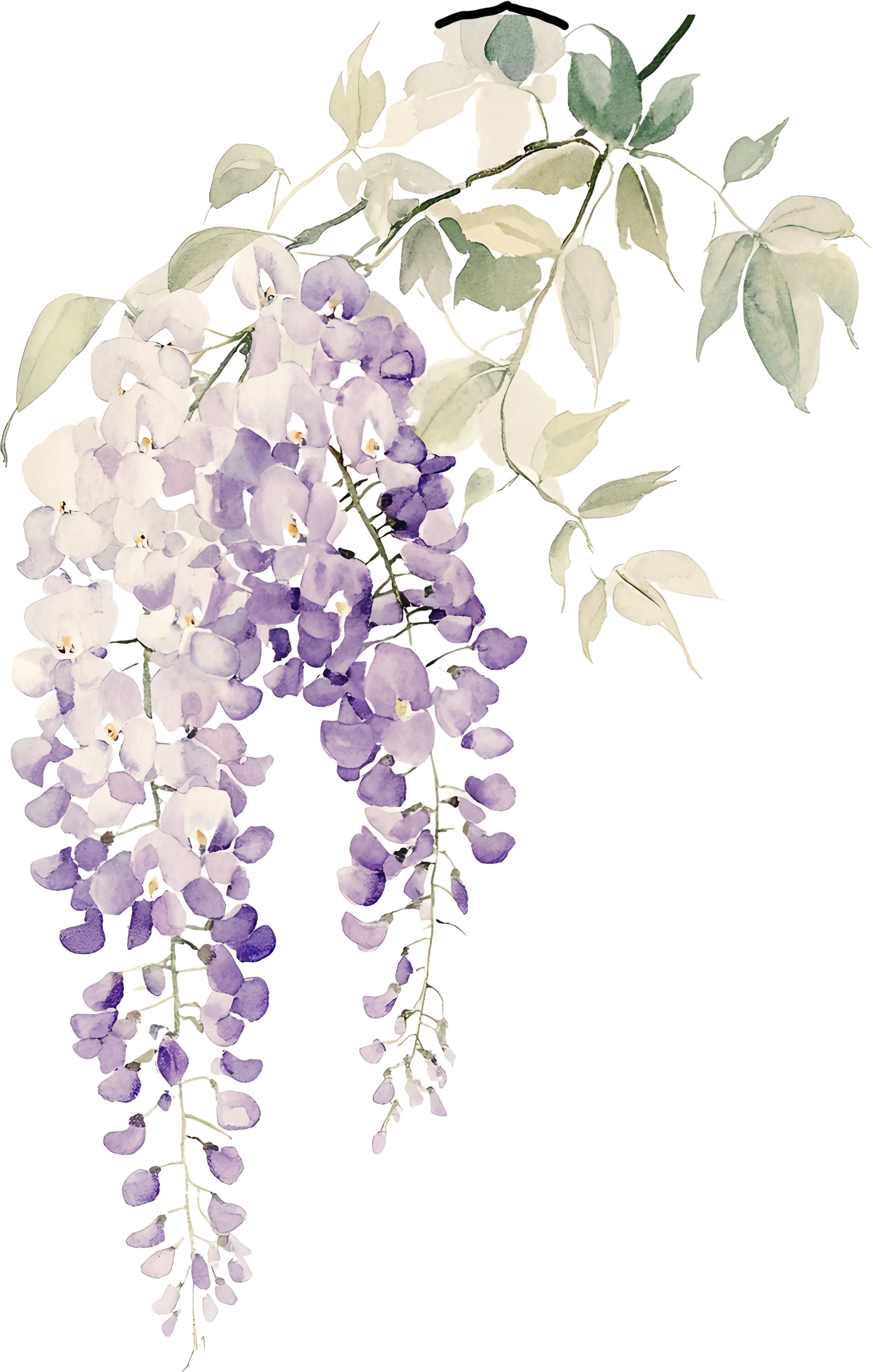 Flor Wisteria